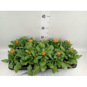 Calendula offic.