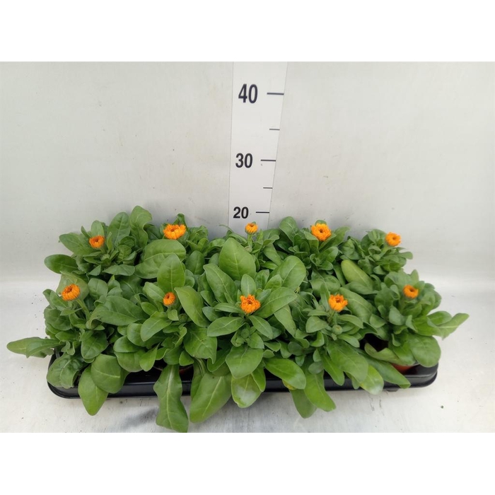 <h4>Calendula offic.</h4>