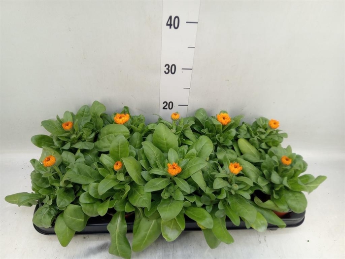 <h4>Calendula offic.</h4>