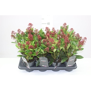 Skimmia Jap. Rubella 8+