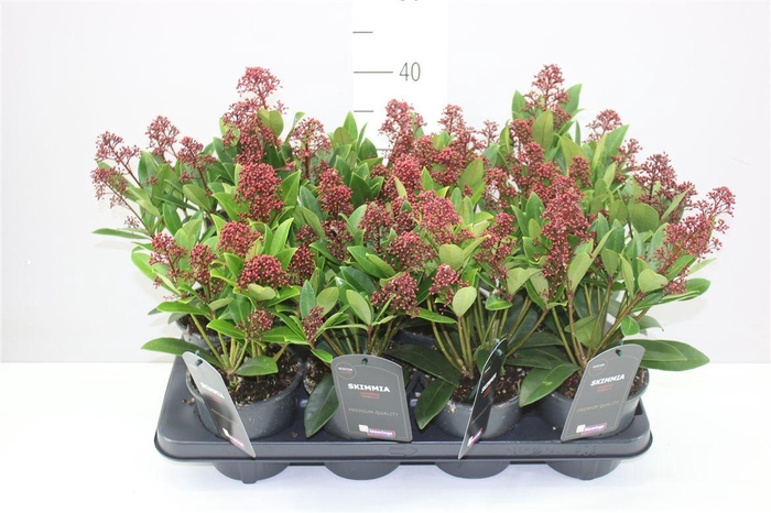 <h4>Skimmia Jap. Rubella 8+</h4>