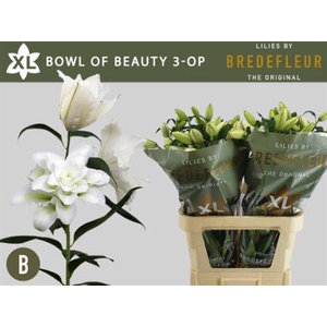 Li Or Du Bo Of Beaut