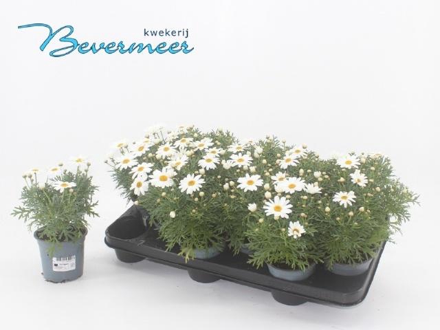 <h4>ARG SIMBA WHITE</h4>