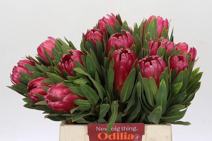 <h4>Protea Brenda</h4>