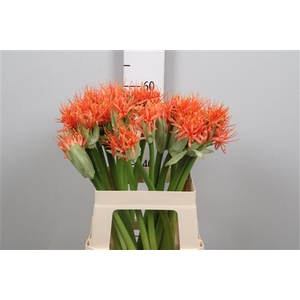 Scadoxus Orange Wonder
