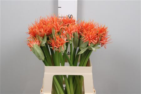 <h4>Scadoxus Orange Wonder</h4>