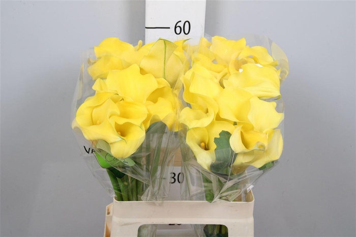 <h4>Zant Monte Carlo</h4>