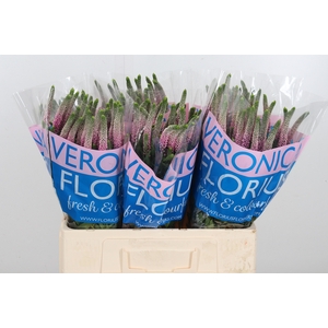Veron Clea Roswhita