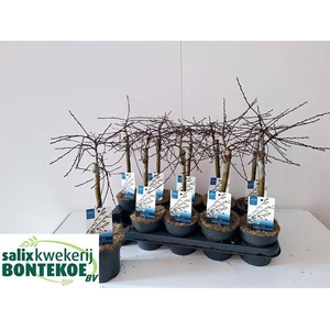 Salix repens Iona 12Ø 45cm