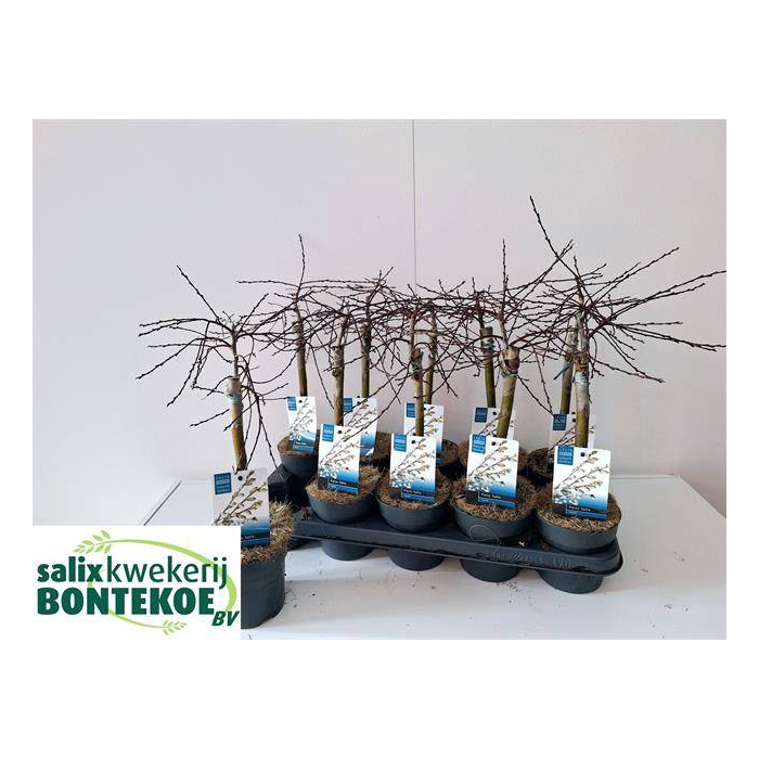 <h4>Salix repens Iona 12Ø 45cm</h4>