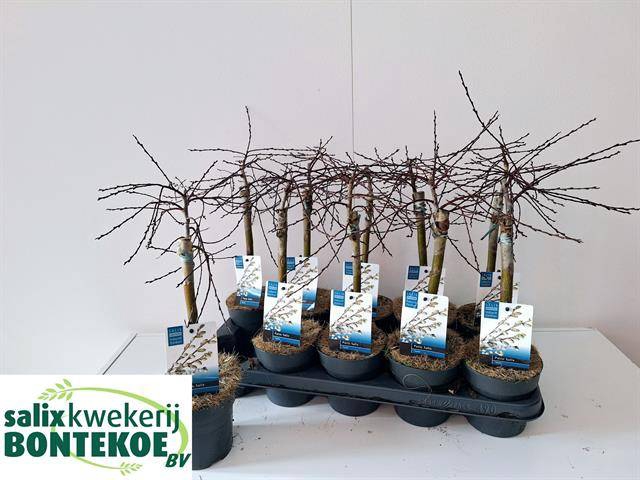 Salix repens Iona 12Ø 45cm