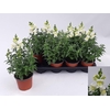 Antirrhinum majus overig