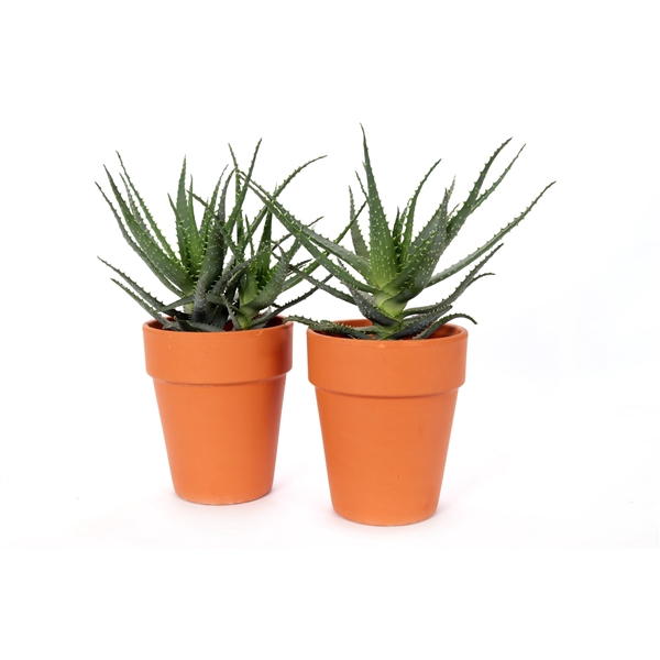 <h4>Aloe arborescens terracotta pot</h4>