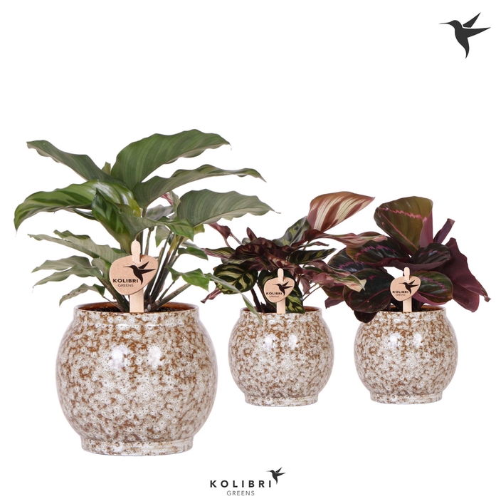 <h4>Kolibri Greens Calathea mix in Safari pot</h4>