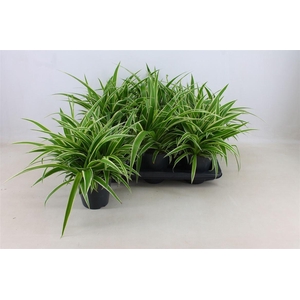 Chlorophytum comosum 'Ocean'