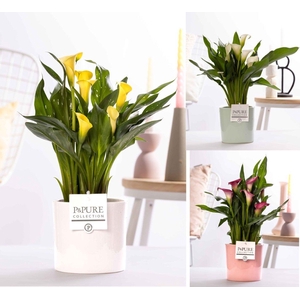 Zantedeschia mix in P&PURE Essential ceramics ass. 3