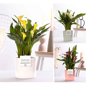 Zantedeschia mix in P&PURE Essential ceramics ass. 3