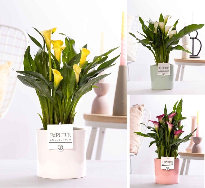 <h4>Zantedeschia mix in P&PURE Essential ceramics ass. 3</h4>