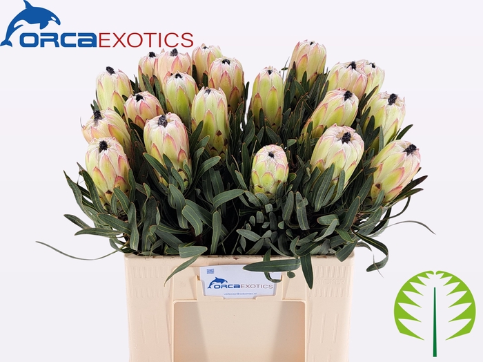 PROTEA WHITE NIGHT