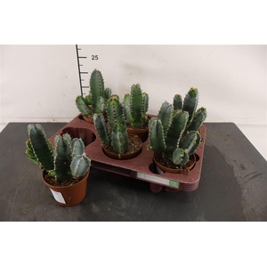 C Euphorbia 11 Cm. P. Resinifera