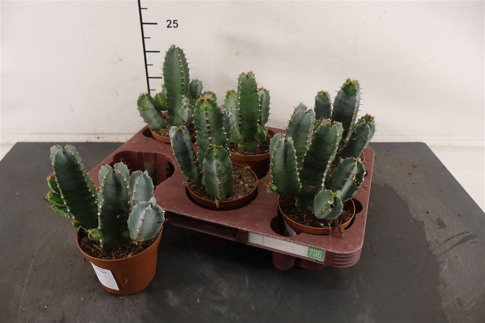 <h4>C Euphorbia 11 Cm. P. Resinifera</h4>