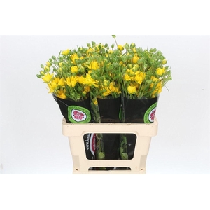 Ran Moderna Proxima S