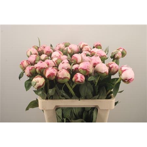 Paeo Sarah Bernhard Pink