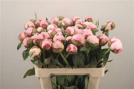 <h4>Paeo Sarah Bernhard Pink</h4>