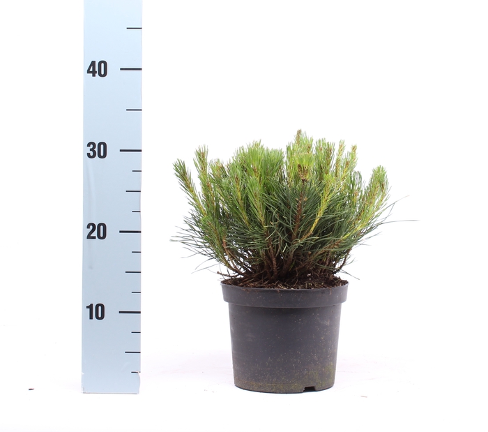 <h4>Pinus Mugo Mughus</h4>