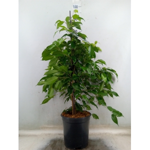 Ficus benja. 'Exotica'