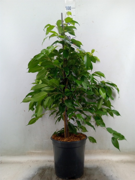 <h4>Ficus benja. 'Exotica'</h4>
