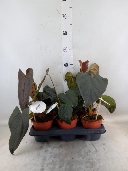 <h4>Anthurium   ...</h4>