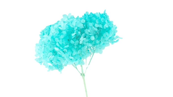 <h4>Dried Bleached Hydrangea Anna Tiffany Blue</h4>