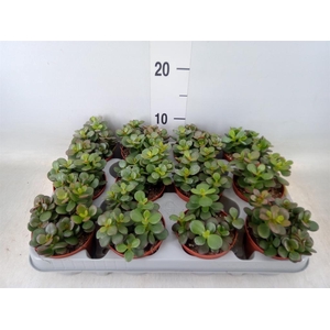 Crassula ovata 'Minor'