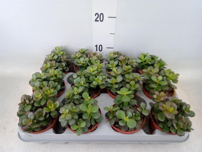 <h4>Crassula ovata 'Minor'</h4>