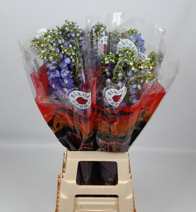 <h4>DELPH DU GUARD BLUE</h4>