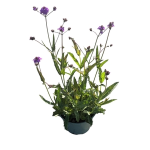 Verbena rigida