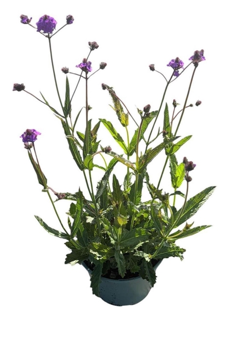 <h4>Verbena rigida</h4>