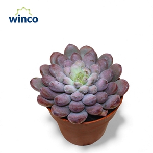 Graptoveria Black Racoon