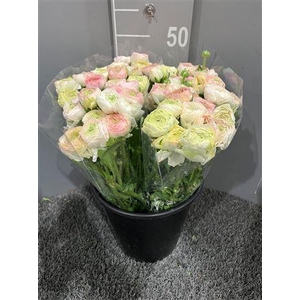 Ran Eleg Ex Stripe Yellow