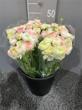 <h4>Ran Eleg Strip Yellow Extra</h4>