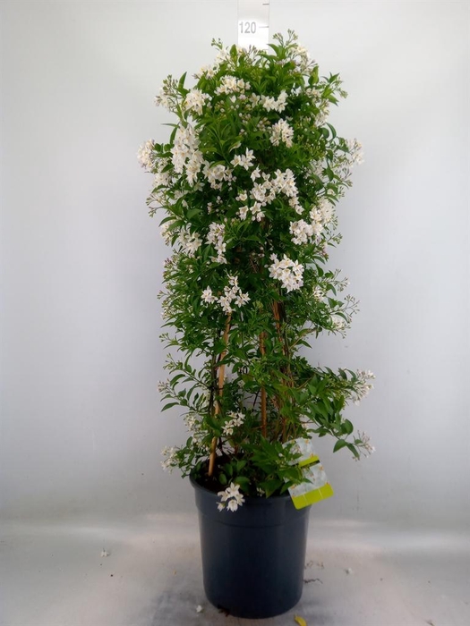 <h4>Solanum jasminoides</h4>