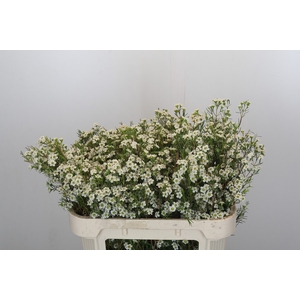 Chamelaucium Dancing Queen White