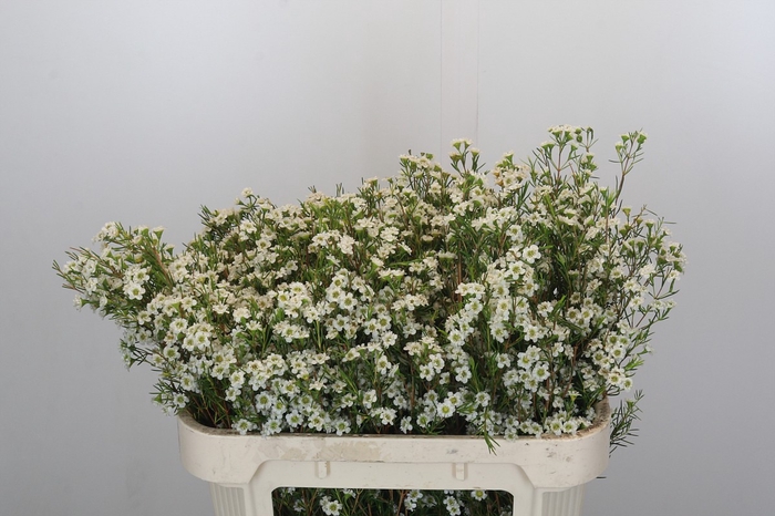 <h4>Chamelaucium Dancing Queen White</h4>