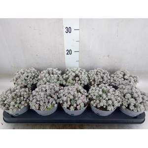 Sedum spathulifolium 'Cape Blanco'