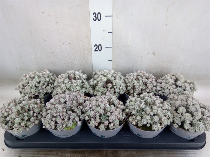 <h4>Sedum spathulifolium 'Cape Blanco'</h4>
