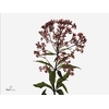 Eupatorium purp. Ruby