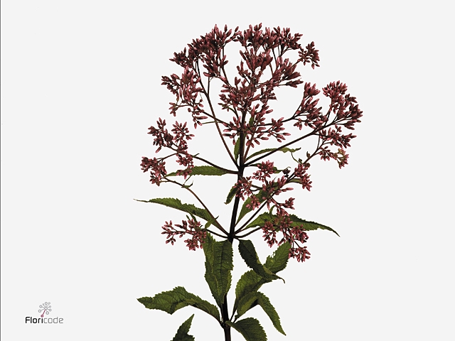 Eupatorium purp. Ruby