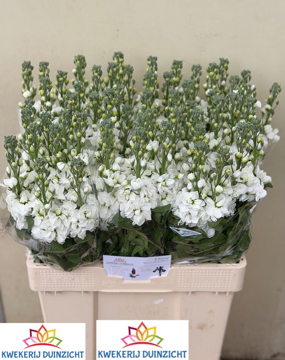 <h4>MATTH AIDA WHITE</h4>