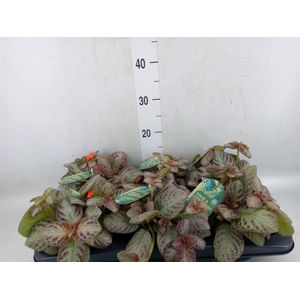 Episcia cupreata 'Tierra Plata'